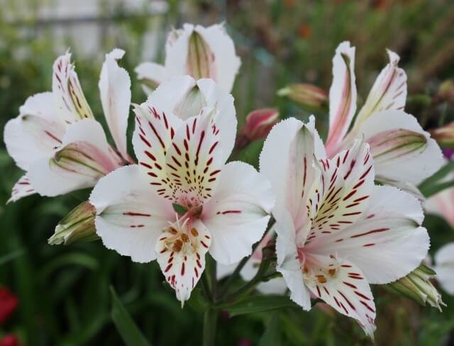 Alstroemeria 'Casablanca'