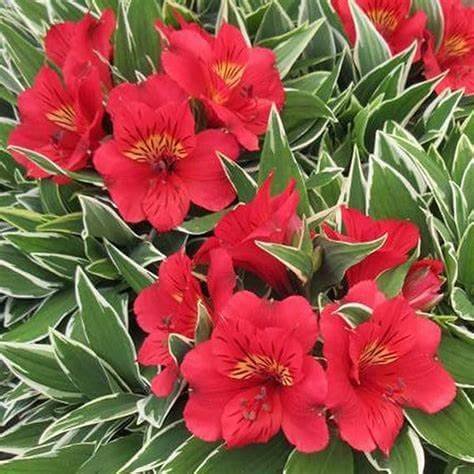 Alstroemeria 'Colorita Katiana'