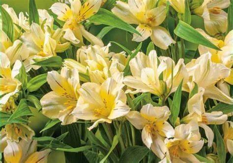 Alstroemeria 'Lutea'