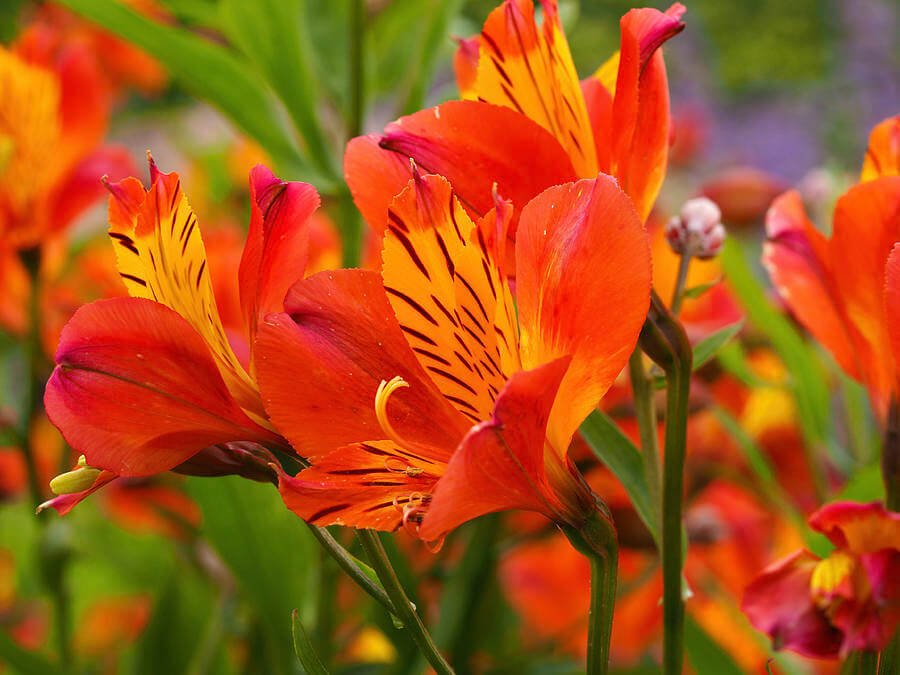 Alstroemeria 'Orange Glory'