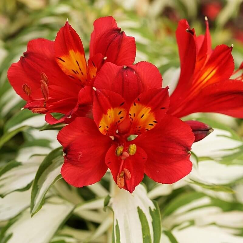 'Rock & Roll'_How to Grow Alstroemeria