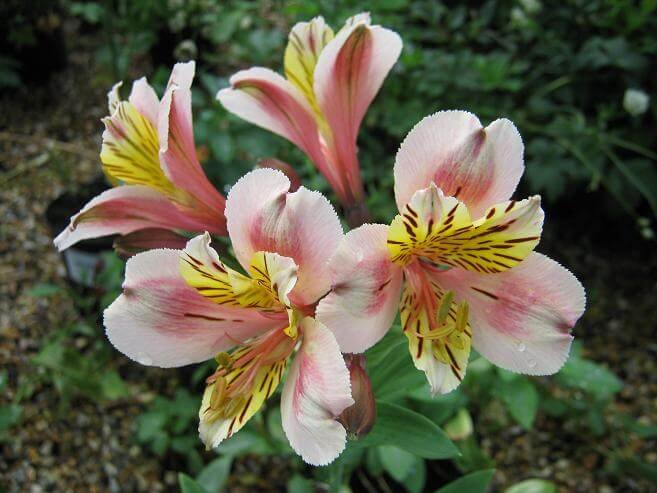 Alstroemeria 'Selina'