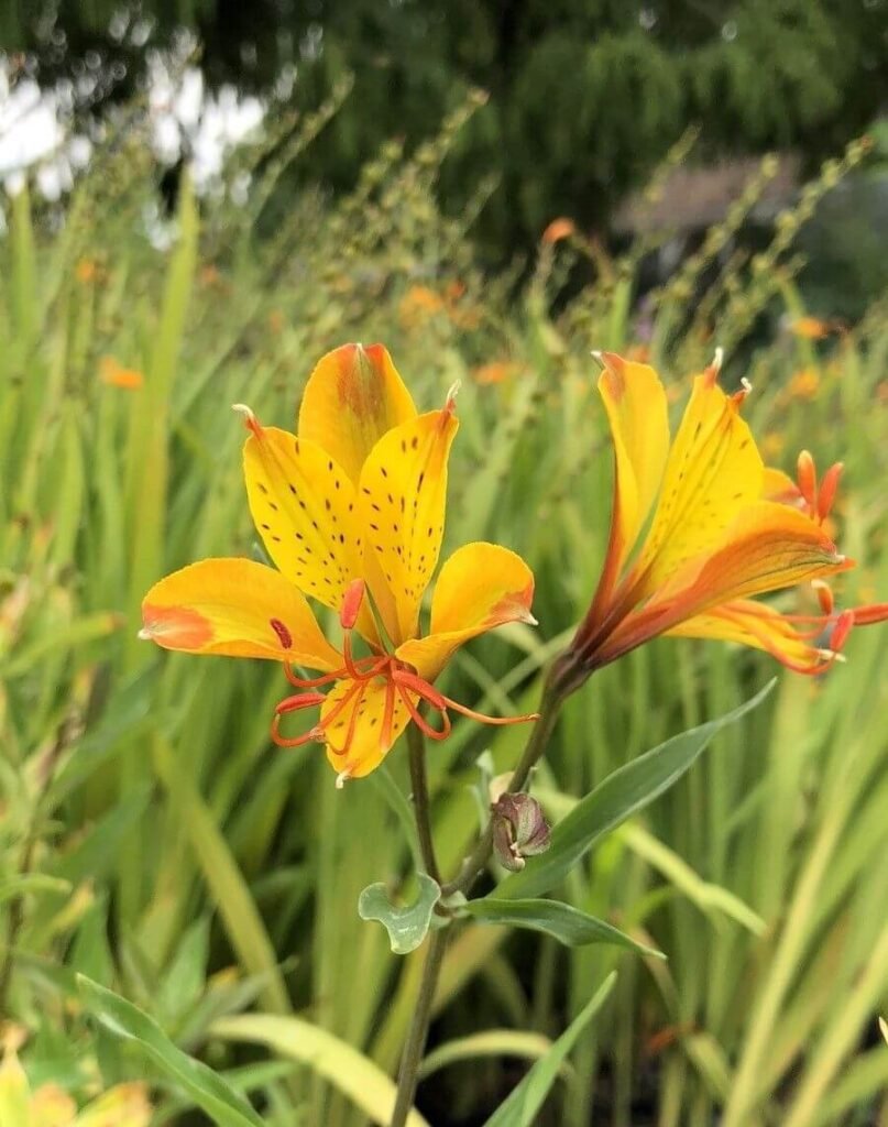 Alstroemeria 'Sweet Laura'_How to Grow Alstroemeria