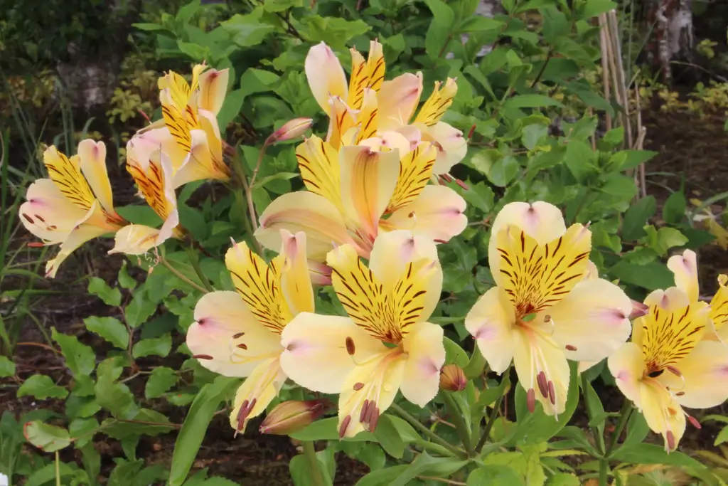 Alstroemeria 'Yellow Friendship'